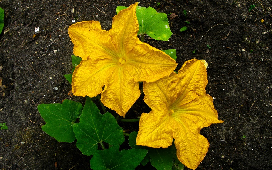 Pumpkin flowers - m.joy