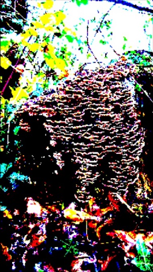 Bracket Fungus - m.j.