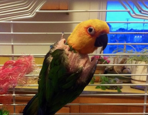 Mickaboo's Spring Lunch