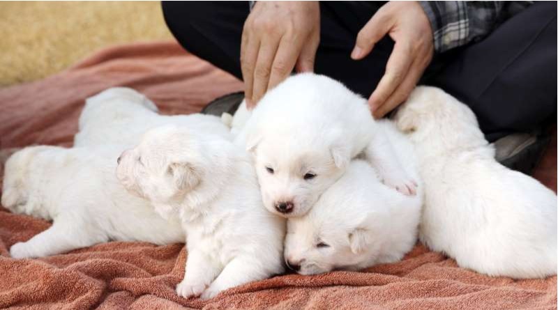 Pungsan dog, Gomi, gave birth to six puppies