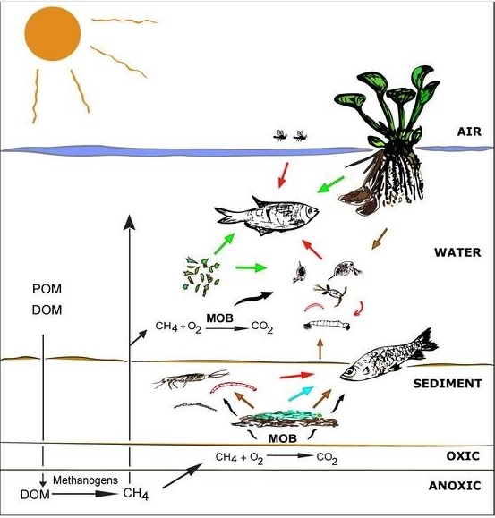 How methane becomes fish food