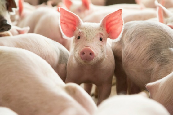 Happy Chinese New Year