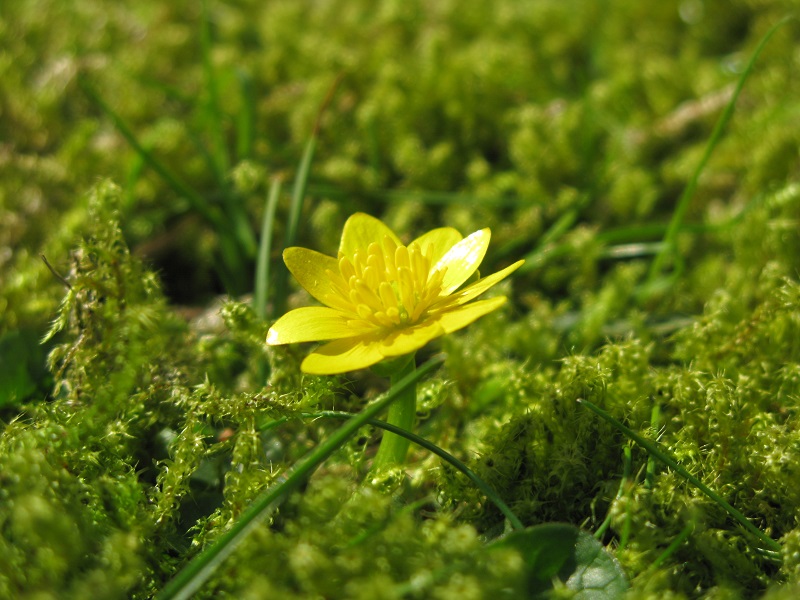 Strolling down the garden path - m.joy