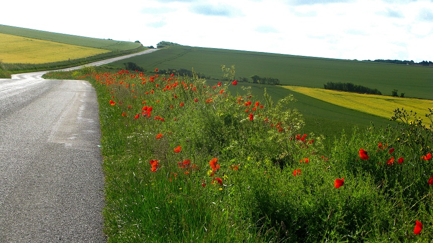 The Open Road - m.joy