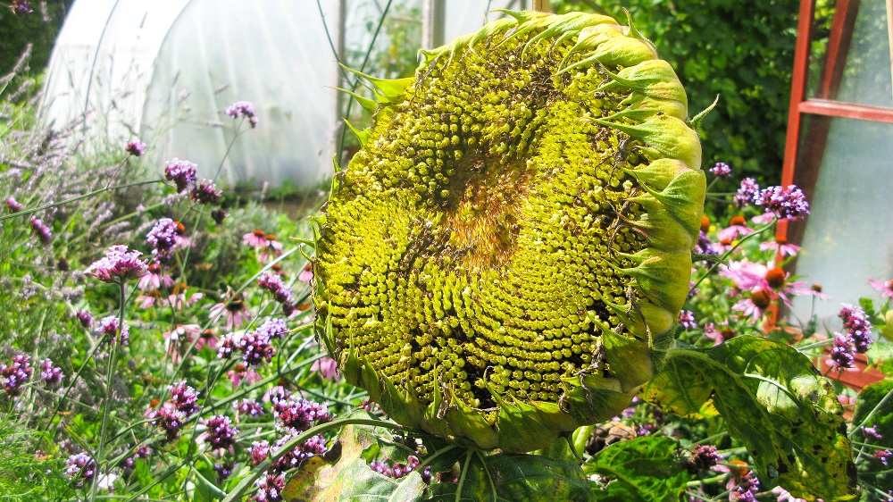 Sunflower Satelitte Dish - m.joy