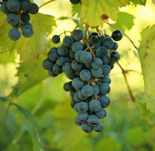 Chambourcin grapes