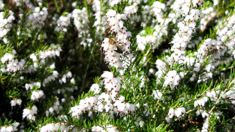White heather and bees