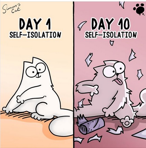Simons Cat - Self Isolation