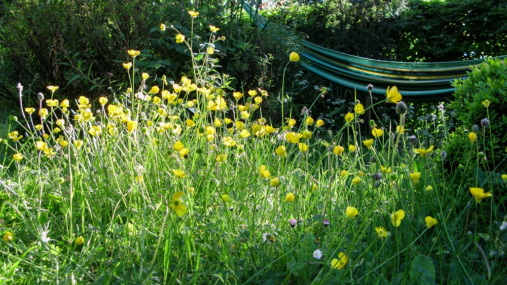 Warm sun, buttercups and hammock - m.joy