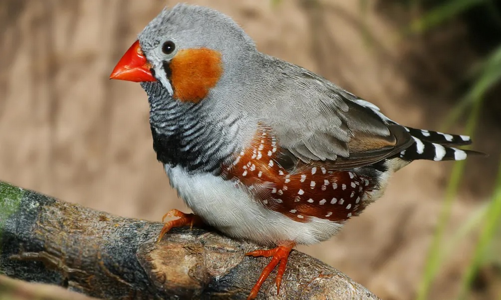 Zebra Finch - Photograph: blickwinkel/Alamy