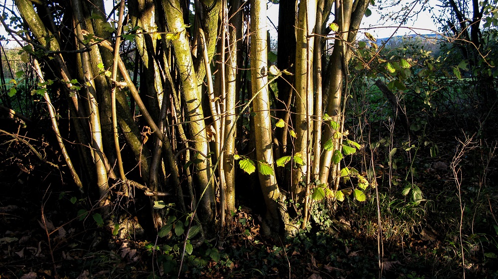 Sussex Coppice - m.joy